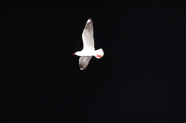 dsc_6918.jpg